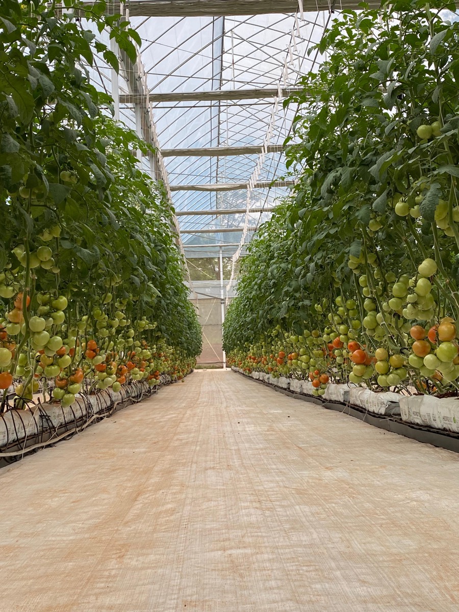 Inside HidroBio greenhouse